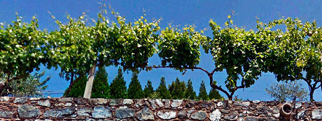 Vinhas em Valpaços (Distrito de Vila Real), em Alto Douro Trás-os-Montes &copy; GEP